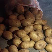 希森土豆大量有货产地直供一手货源代发全国