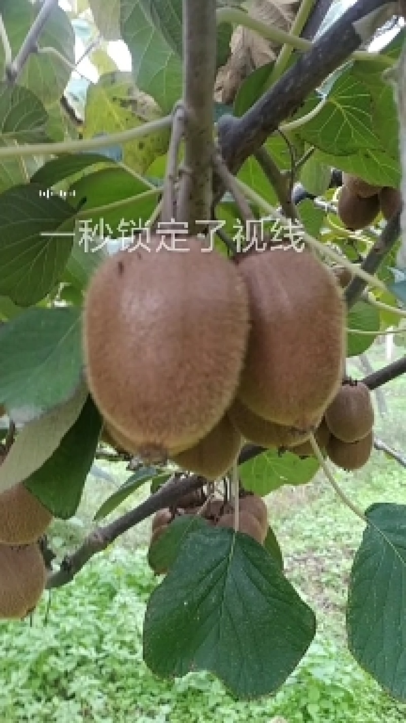 徐香猕猴桃