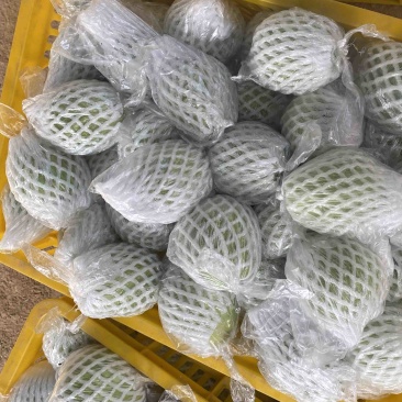 红心芭乐大量上市