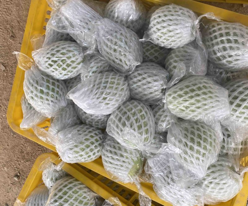 红心芭乐大量上市