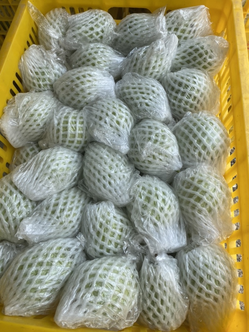 红心芭乐大量上市