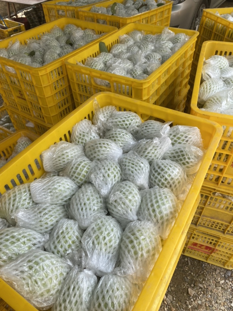 红心芭乐大量上市