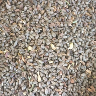 柏树籽