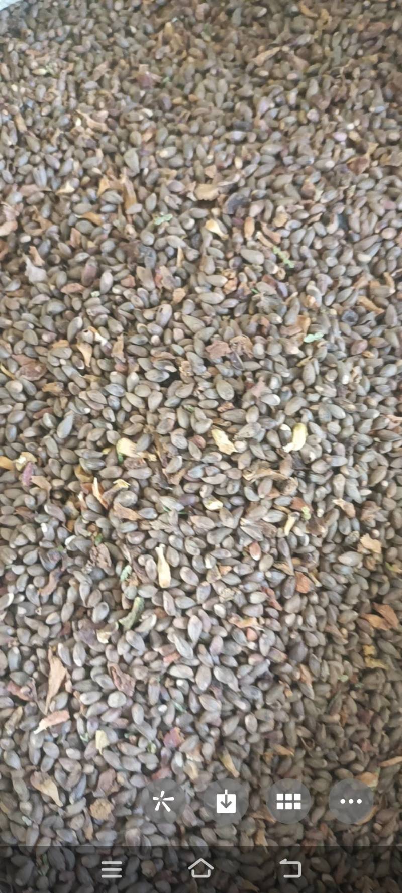 柏树籽
