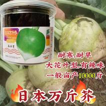 日本万斤芥光头芥菜种子二道眉芥菜头种籽辣疙瘩种子基地专用