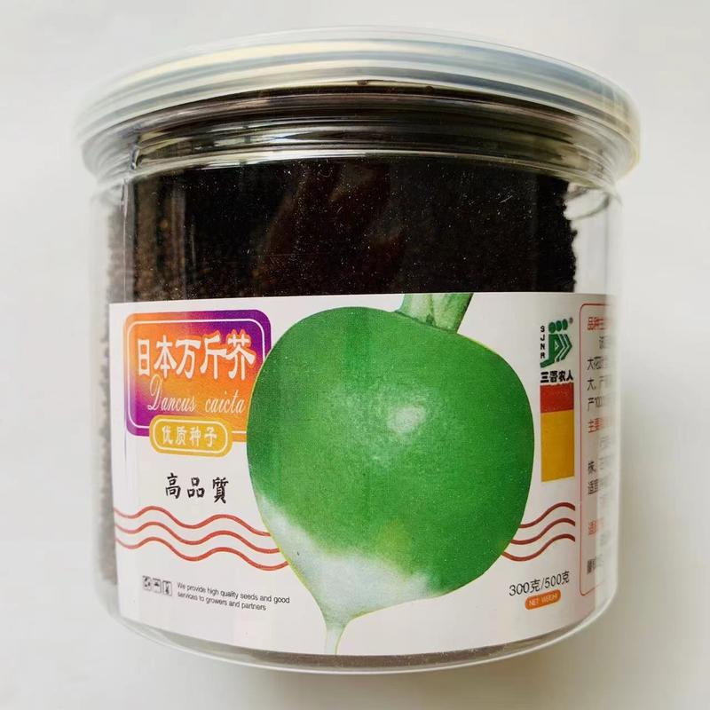 日本万斤芥光头芥菜种子二道眉芥菜头种籽辣疙瘩种子基地专用