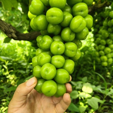 超大颗粒阳光玫瑰葡萄。