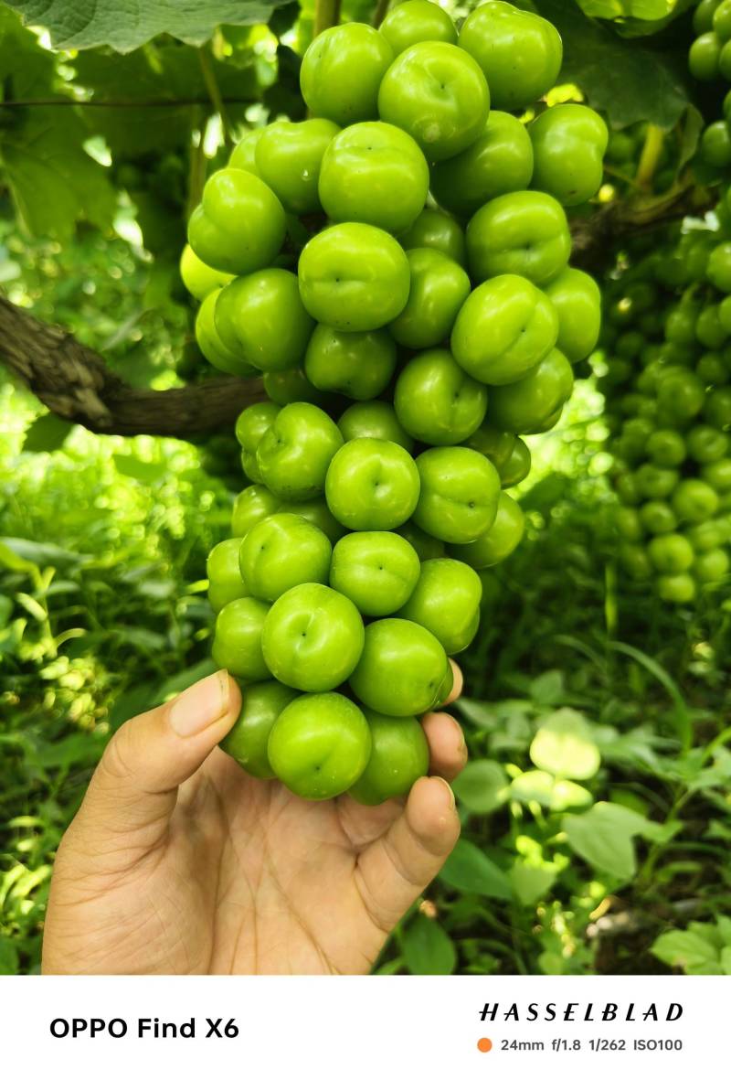 超大颗粒阳光玫瑰葡萄。