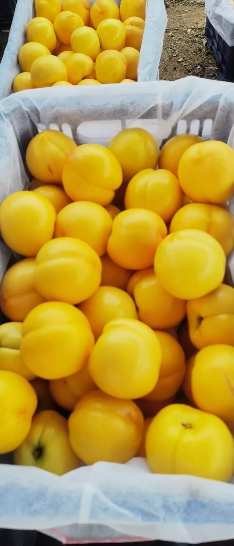 大连黄金蜜油桃
