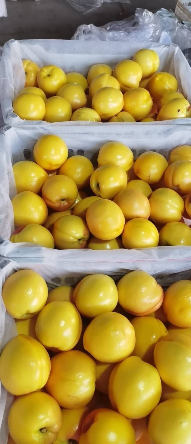 大连黄金蜜油桃