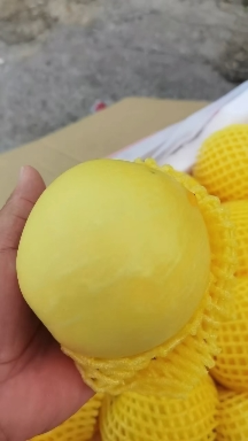 大连黄金蜜油桃