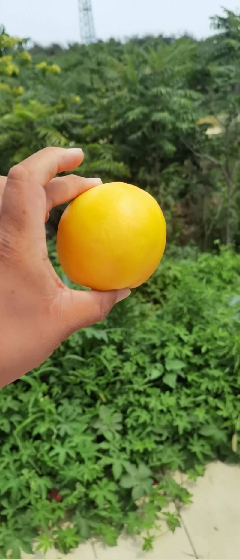 大连黄金蜜油桃