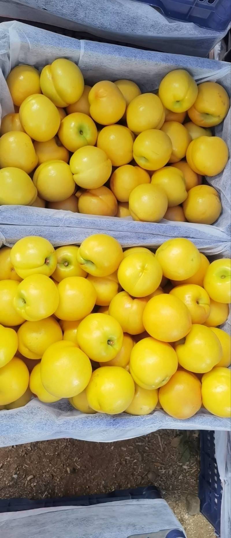 大连黄金蜜油桃