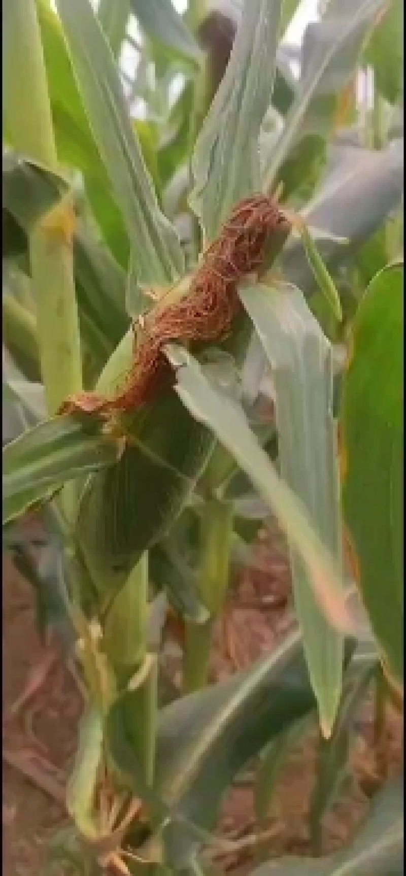 产地开封现货直发，泰阳花六号水果玉米大量上市了，