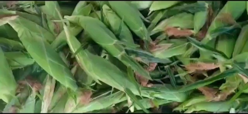 产地开封现货直发，泰阳花六号水果玉米大量上市了，