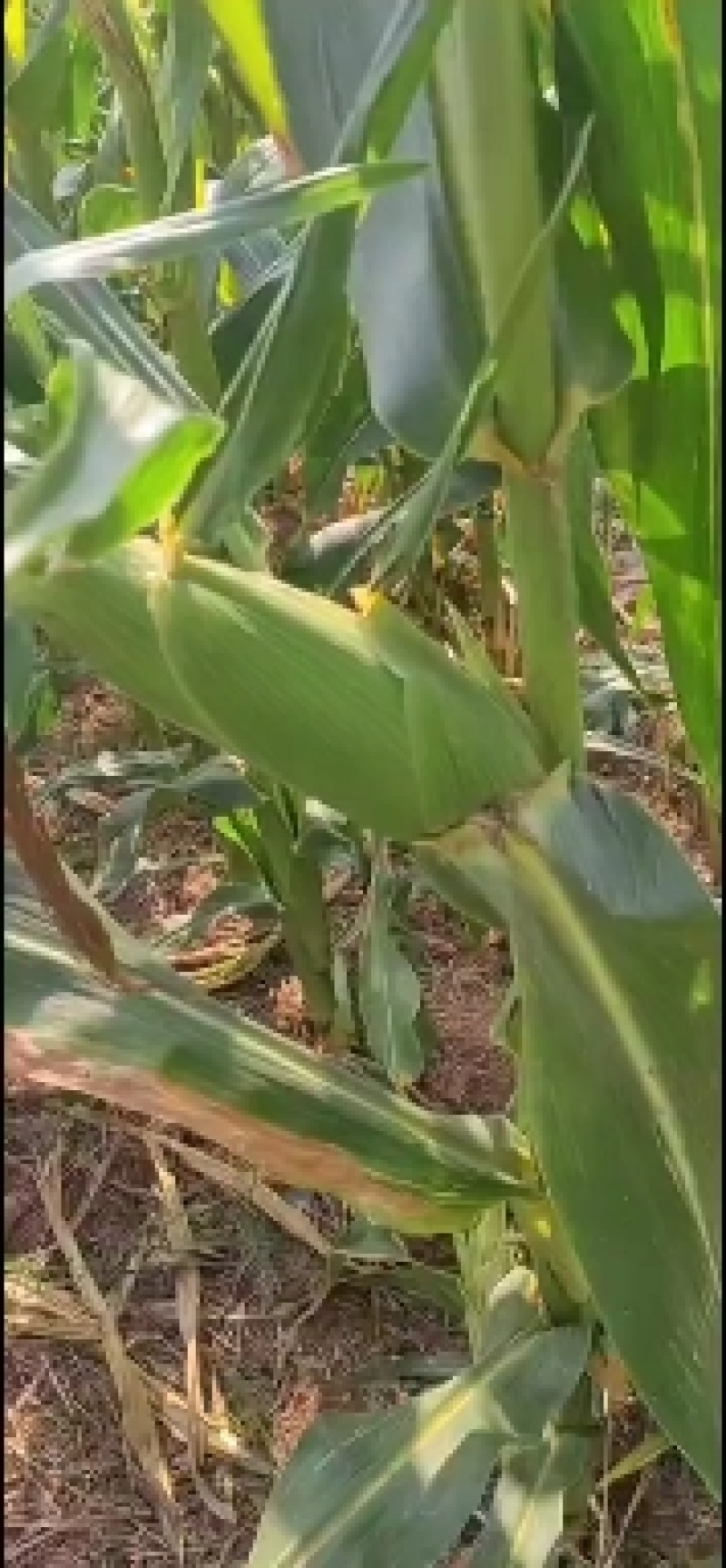 产地开封现货直发，泰阳花六号水果玉米大量上市了，