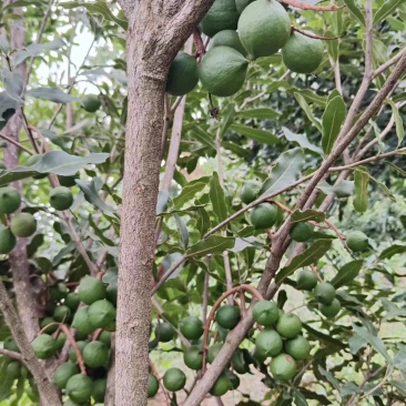 云南夏威夷果，核桃