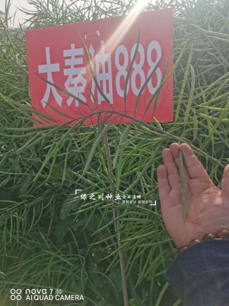 陕西油菜种子大秦油888油菜籽种子抗病抗倒耐寒出油高油菜