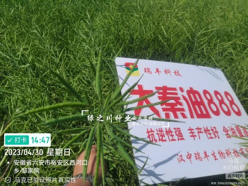 陕西油菜种子大秦油888油菜籽种子抗病抗倒耐寒出油高油菜