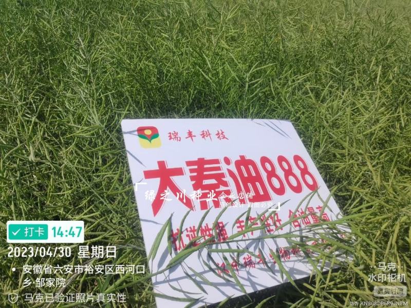 陕西油菜种子大秦油888油菜籽种子抗病抗倒耐寒出油高油菜