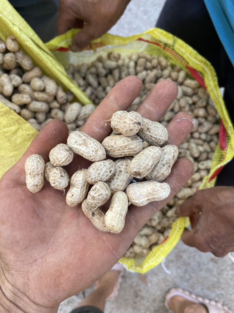 宜宾产地洗花生，洗花生，机洗花生7月大量出货