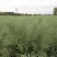 矮油**嘉油999油菜种子又矮又胖半冬性杂交油菜种籽