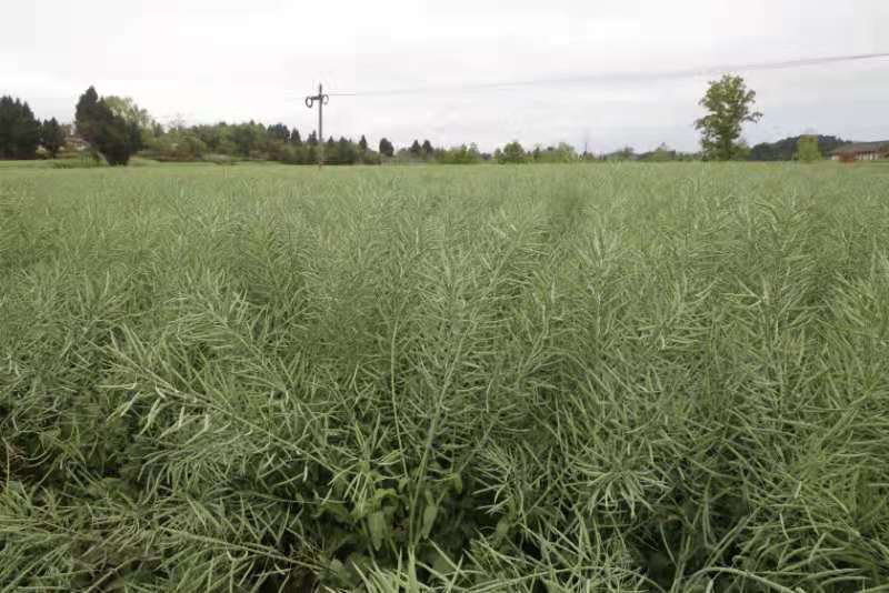 矮油**嘉油999油菜种子又矮又胖半冬性杂交油菜种籽
