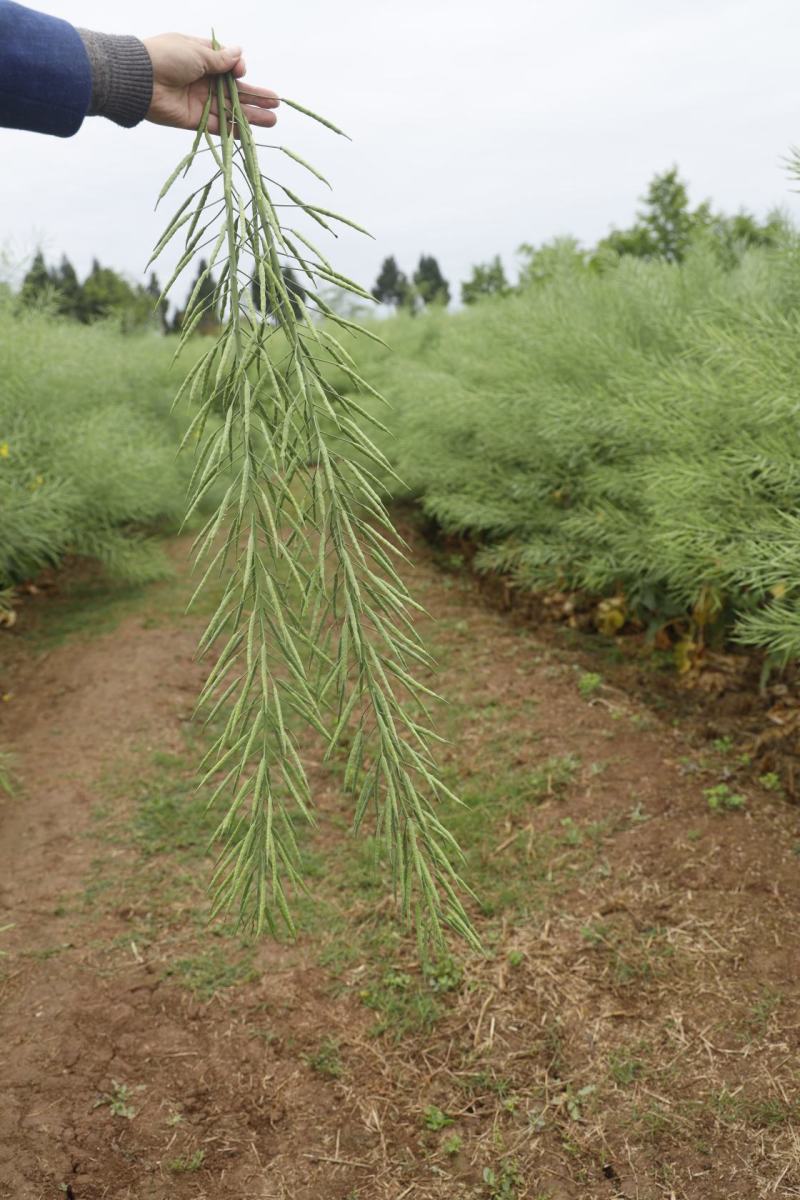 矮油**嘉油999油菜种子又矮又胖半冬性杂交油菜种籽