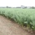 矮油**嘉油999油菜种子又矮又胖半冬性杂交油菜种籽