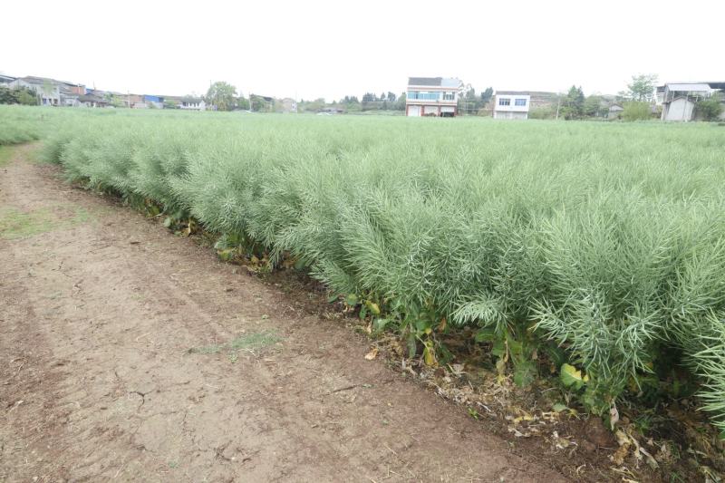 矮油**嘉油999油菜种子又矮又胖半冬性杂交油菜种籽