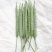 矮油**嘉油999油菜种子又矮又胖半冬性杂交油菜种籽