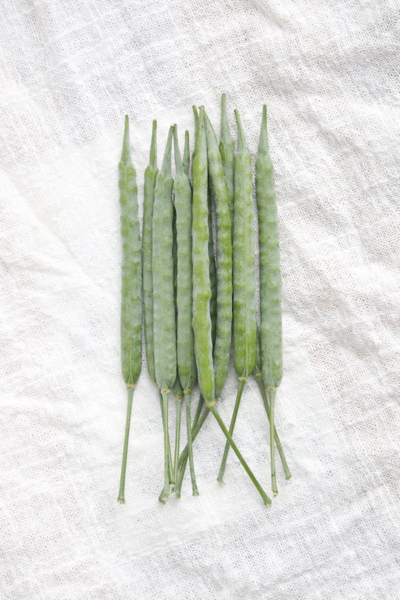 矮油**嘉油999油菜种子又矮又胖半冬性杂交油菜种籽