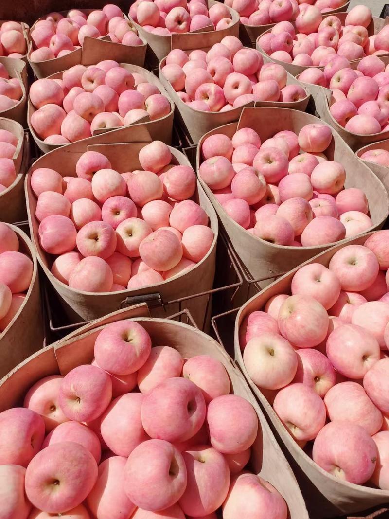 【红富士苹果】陕西礼泉产地直供质量保证货源充足欢迎订购