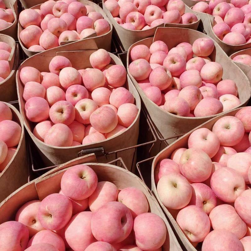 【红富士苹果】陕西礼泉产地直供质量保证货源充足欢迎订购