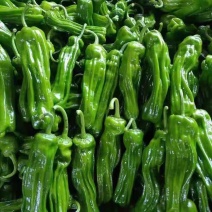 【精品】薄皮椒大量供应对接全国客商可视频看货新鲜采摘