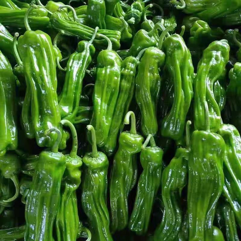 【精品】薄皮椒大量供应对接全国客商可视频看货新鲜采摘