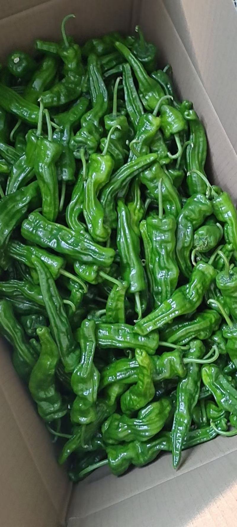【精品】薄皮椒大量供应对接全国客商可视频看货新鲜采摘