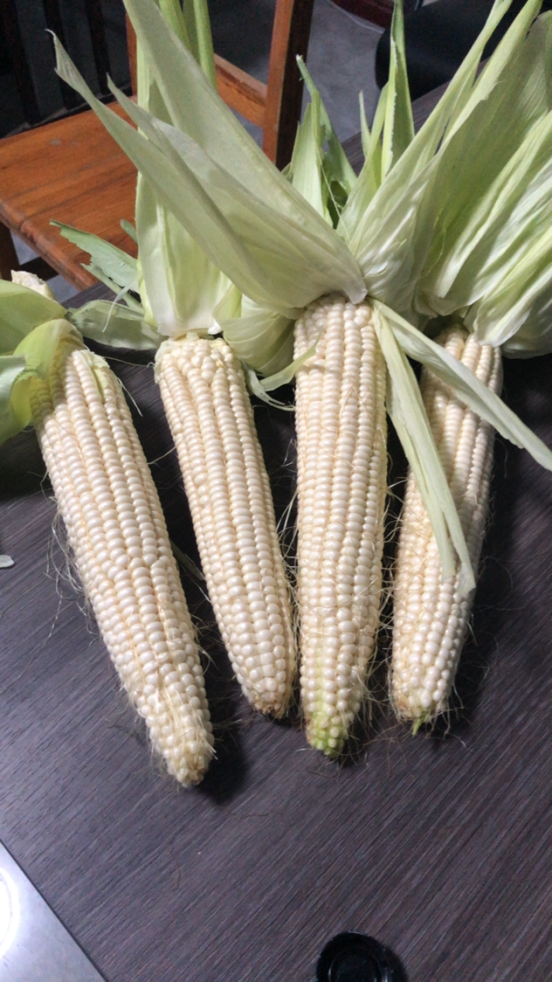 万糯2000鲜食玉米