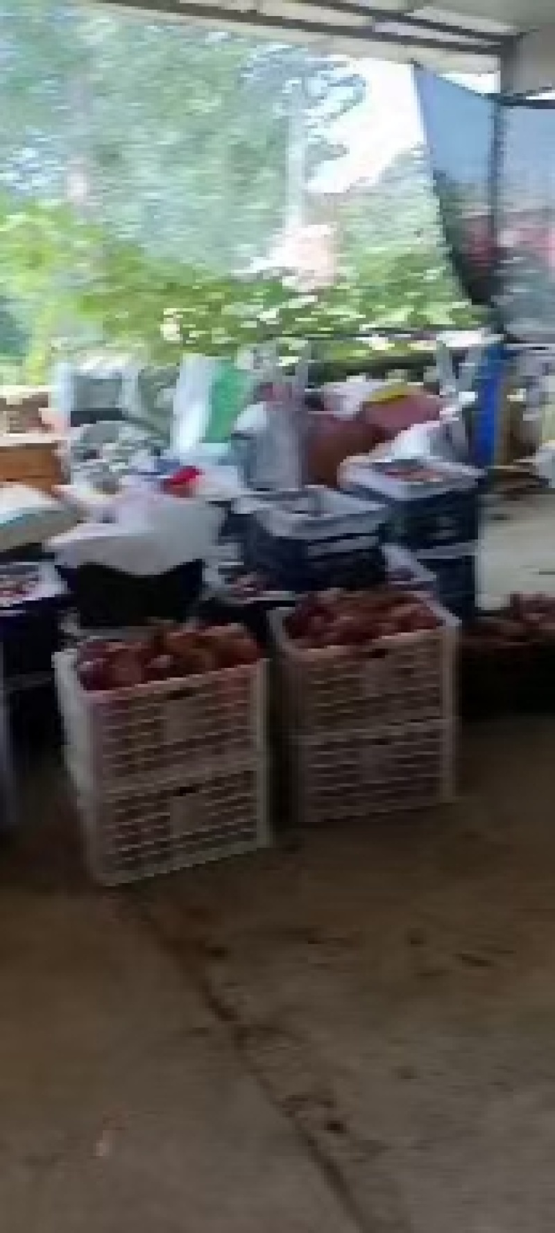 2025博望黄金梨上市中
