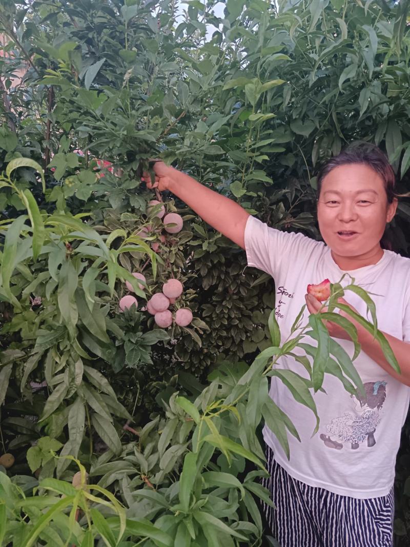 【热卖】李子苗新品种恐龙蛋李子苗，味帝李子苗