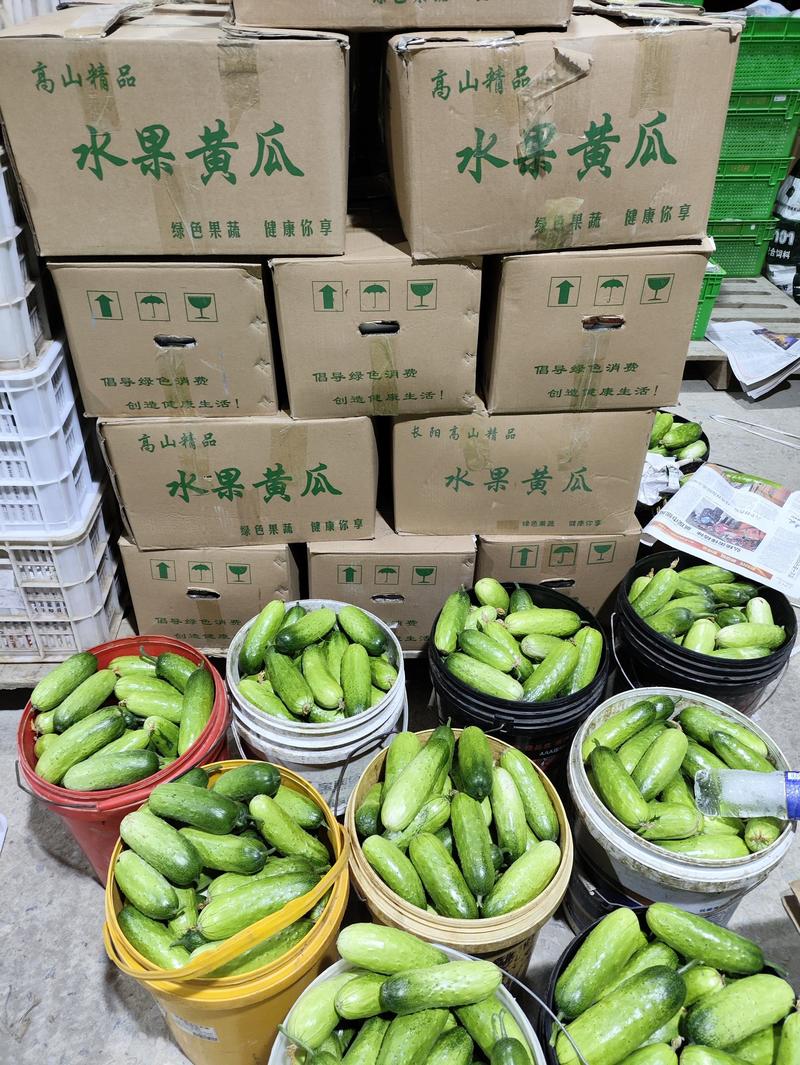水果黄瓜，品质保证，价格优惠，货量充足，量大价优