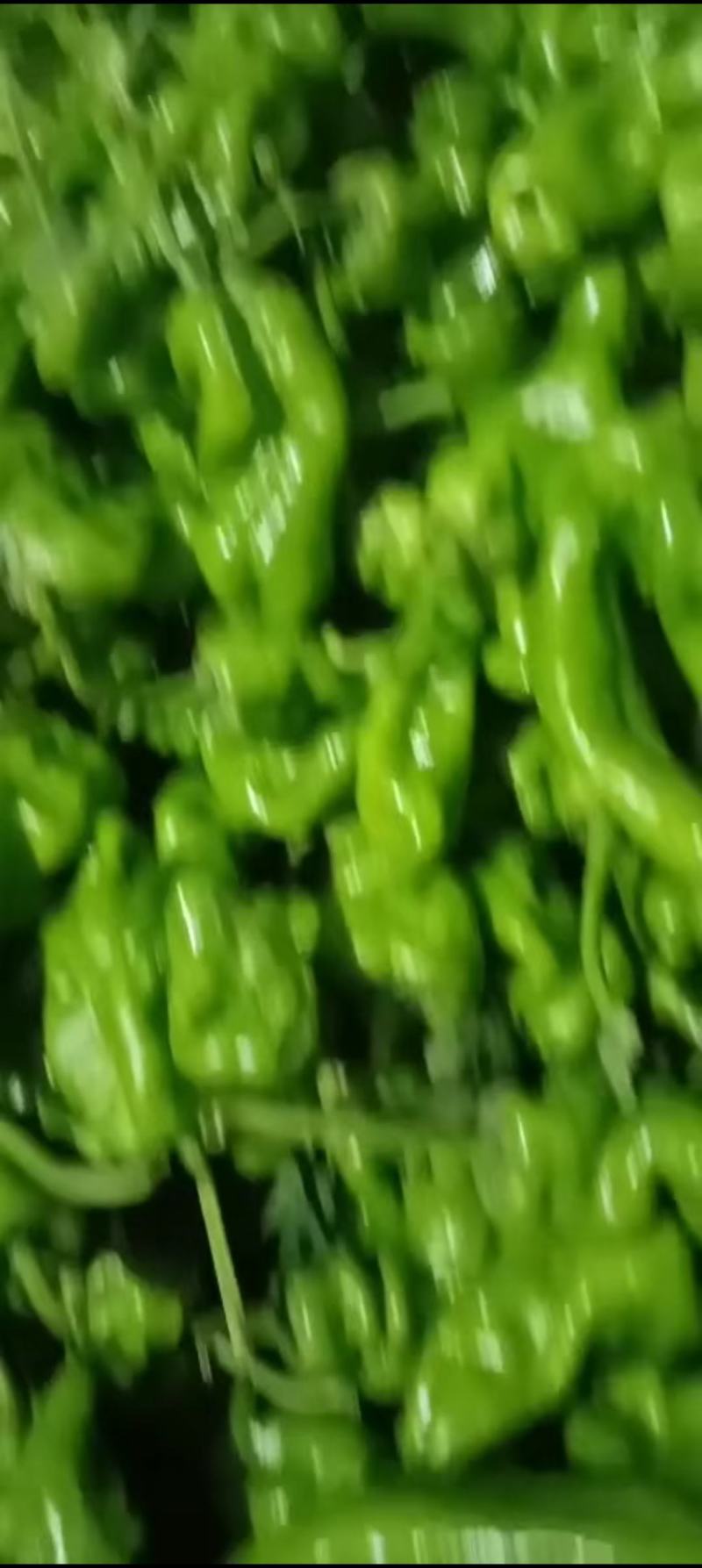 【精品】泡椒，鲜辣椒大量上市，产地直供，价格优惠，量大从