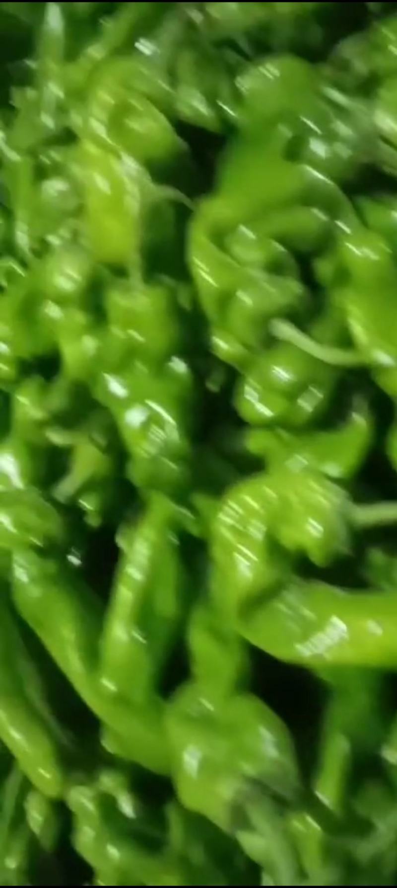 【精品】泡椒，鲜辣椒大量上市，产地直供，价格优惠，量大从