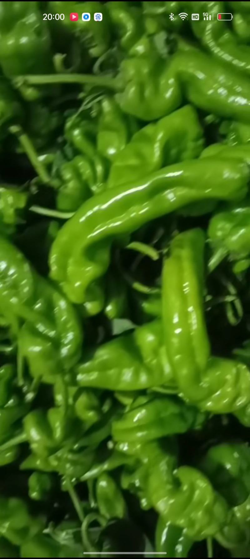 【精品】泡椒，鲜辣椒大量上市，产地直供，价格优惠，量大从