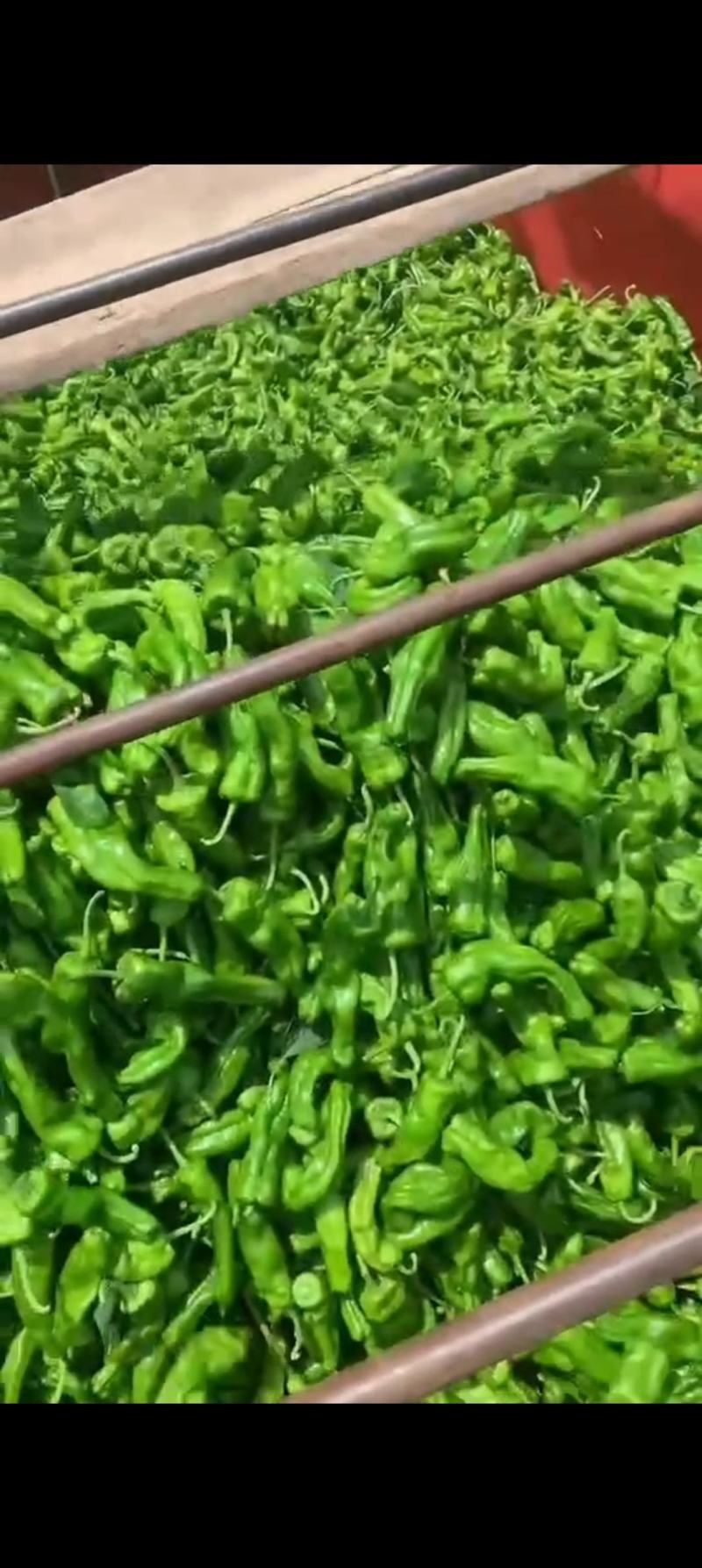 【精品】泡椒，鲜辣椒大量上市，产地直供，价格优惠，量大从