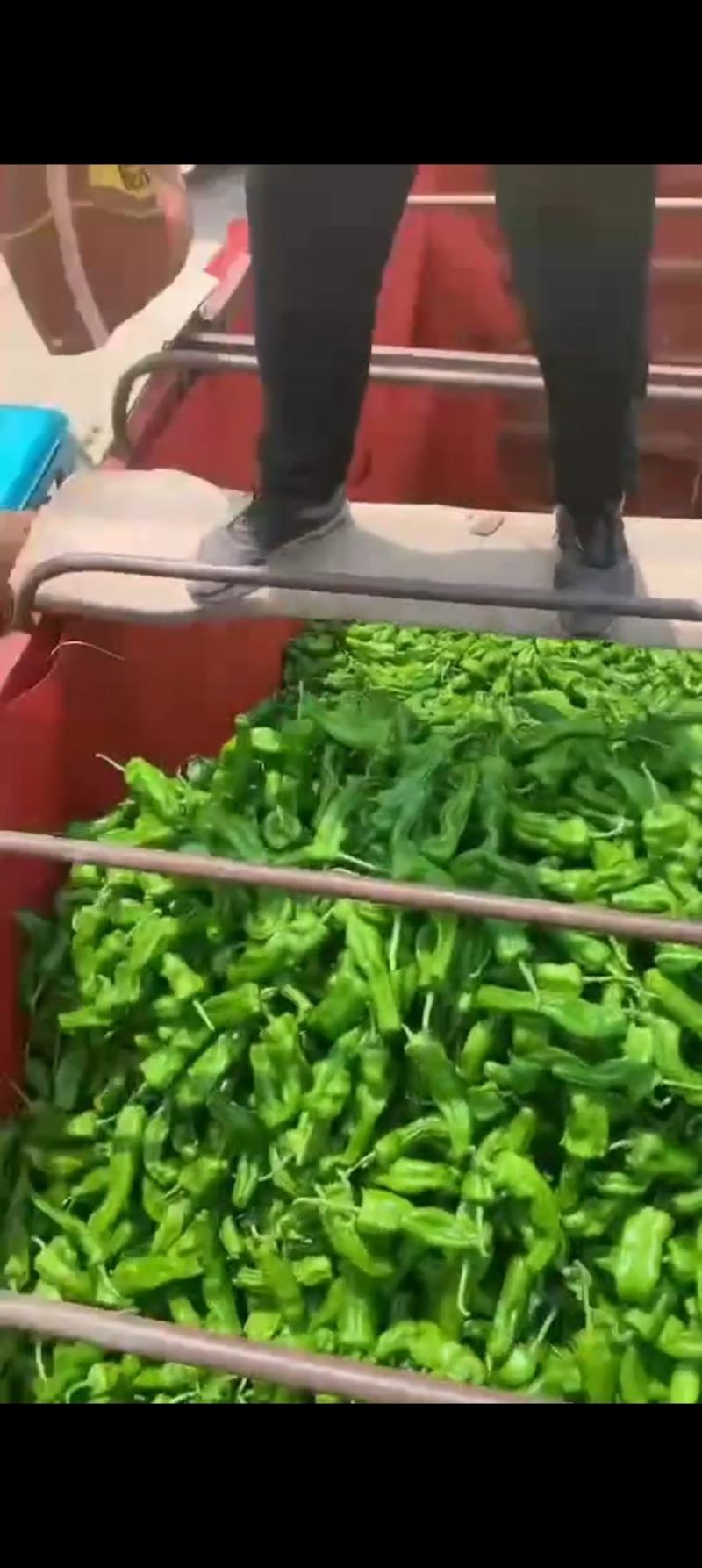 【精品】泡椒，鲜辣椒大量上市，产地直供，价格优惠，量大从