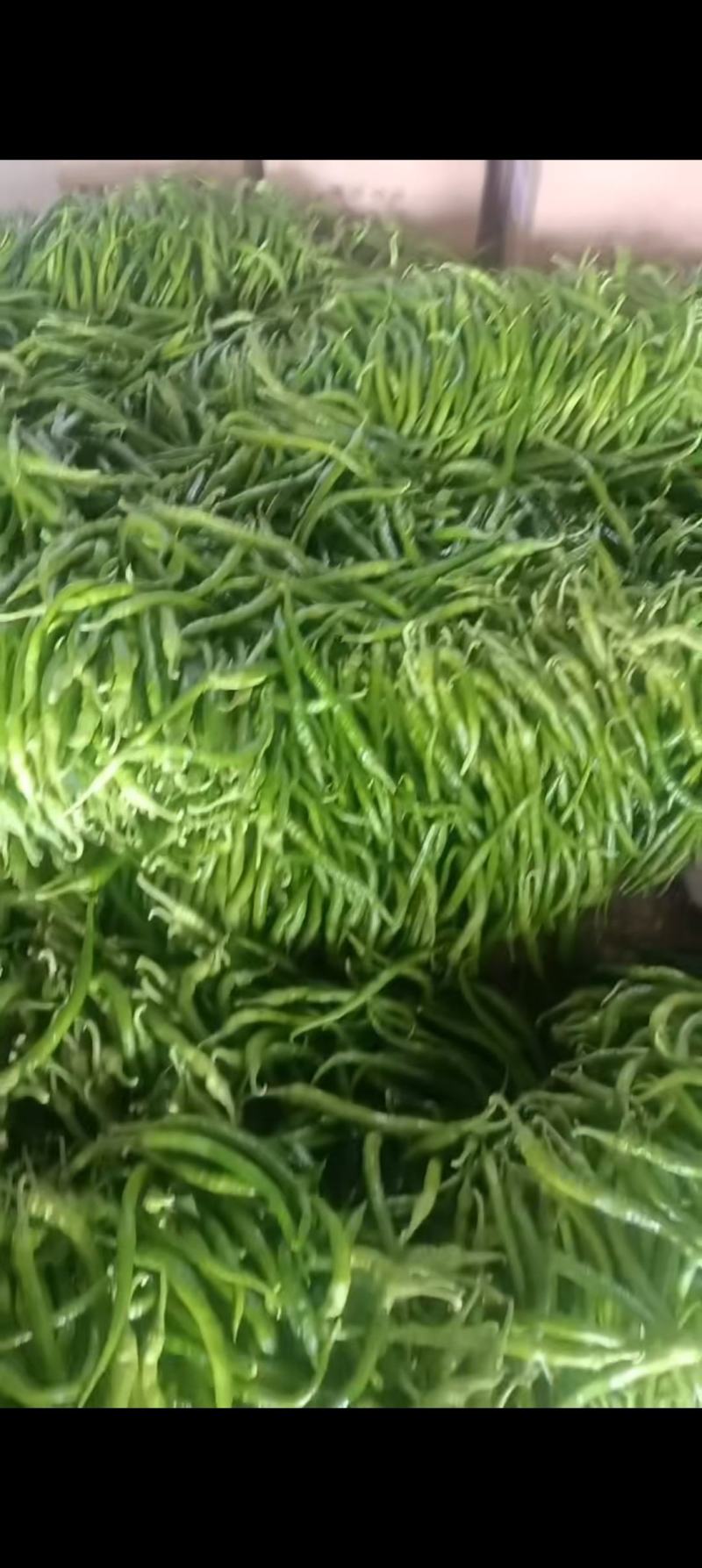 商丘睢阳区精品线椒大量上市，线椒现摘现发，产地直达