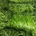商丘睢阳区精品线椒大量上市，线椒现摘现发，产地直达