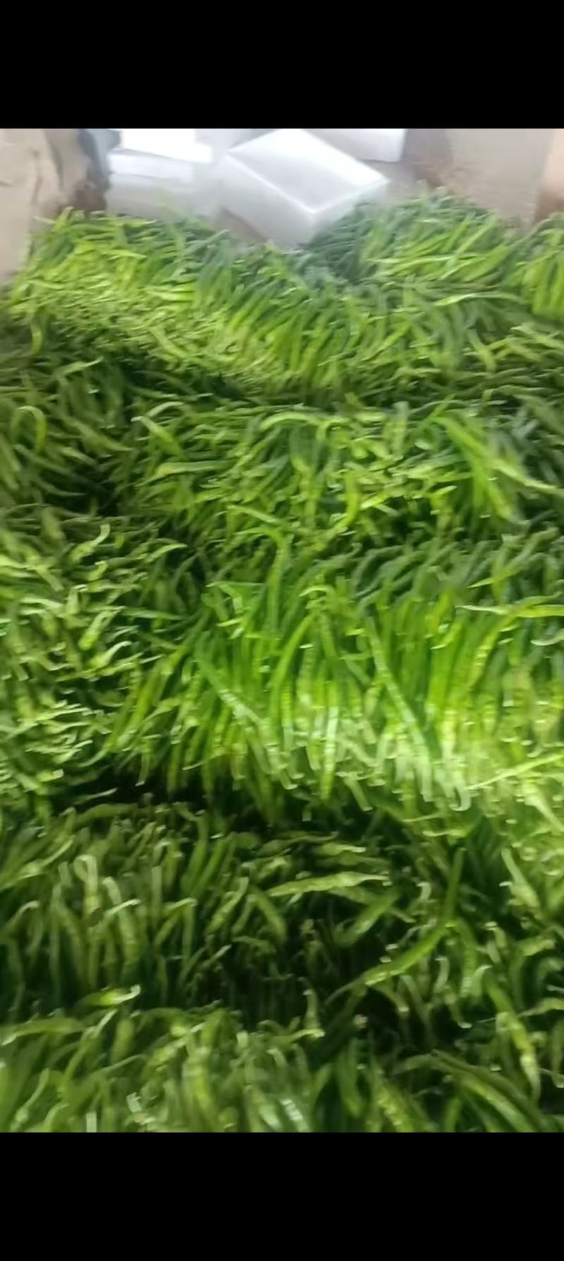 商丘睢阳区精品线椒大量上市，线椒现摘现发，产地直达