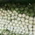 湖北黄心大白菜大量供应视频看货代发全国品质保证